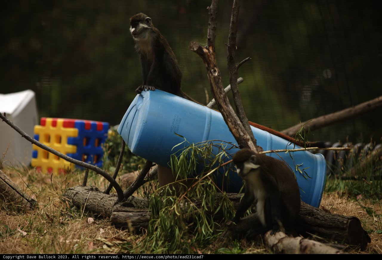 Mischievous Duo at Oakland Zoo
