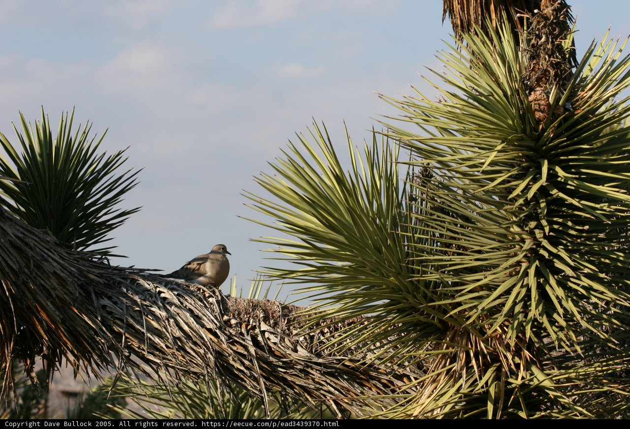 Perched Bird