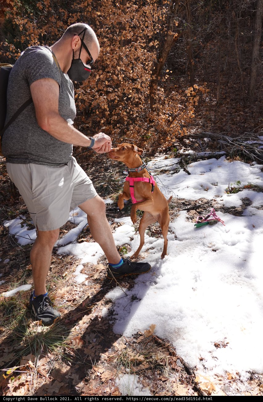 Nature Walk with My Four-Legged Friend
