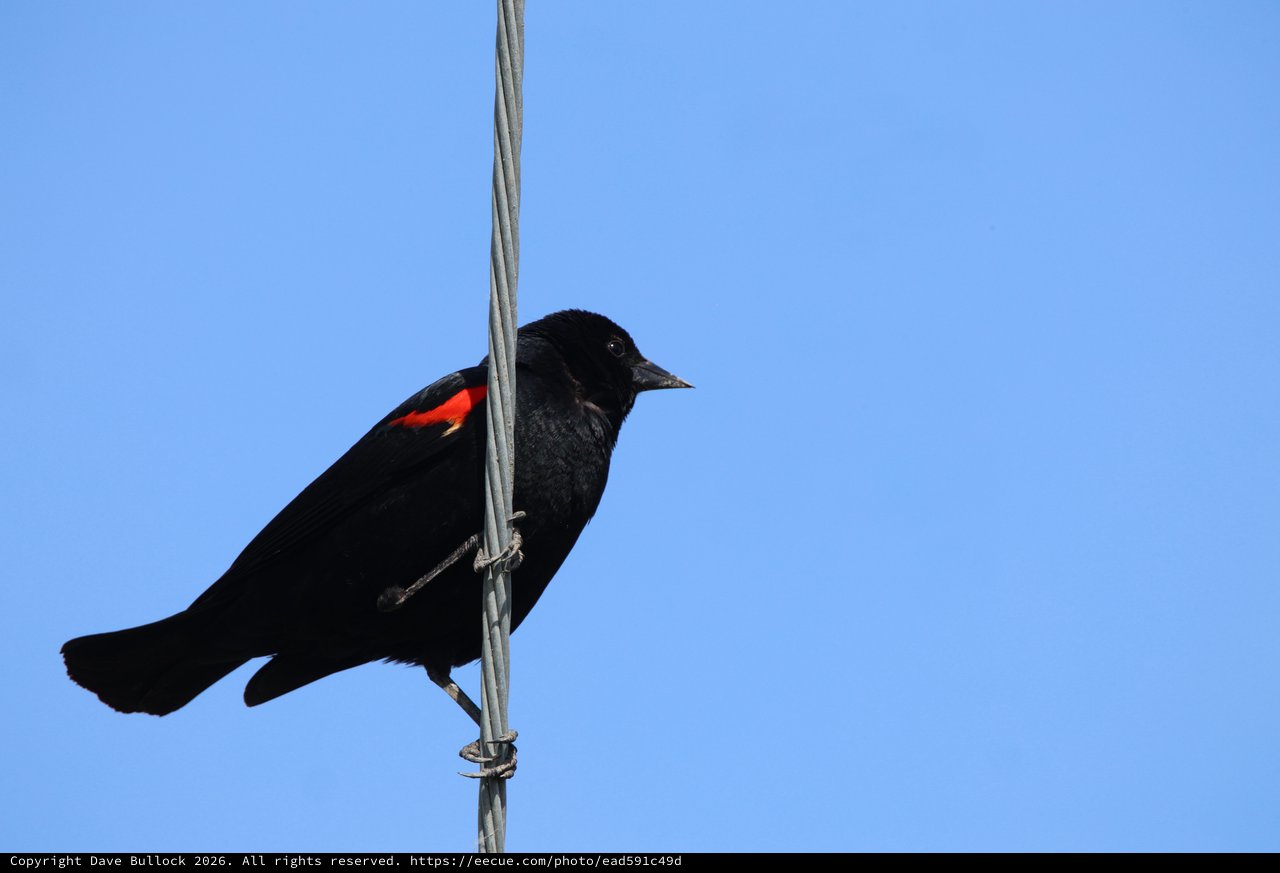 Red-winged Blackbird Perched on Wire Against Blue Sky