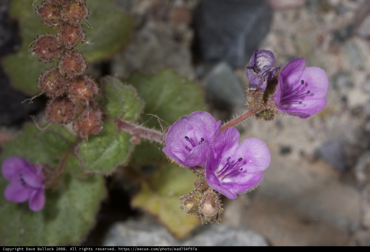 Purple Geranium