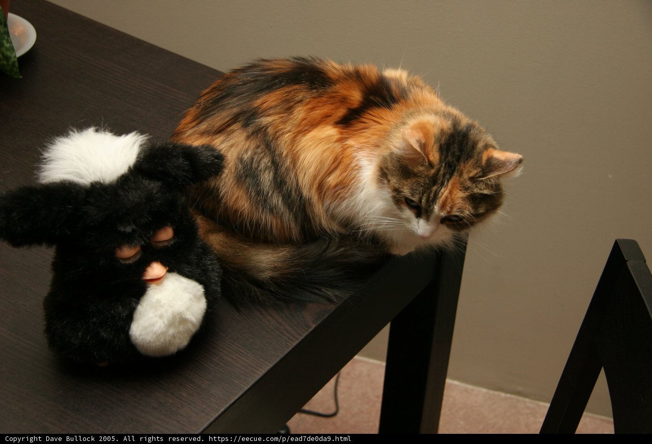 Feline Friends on a Wooden Table