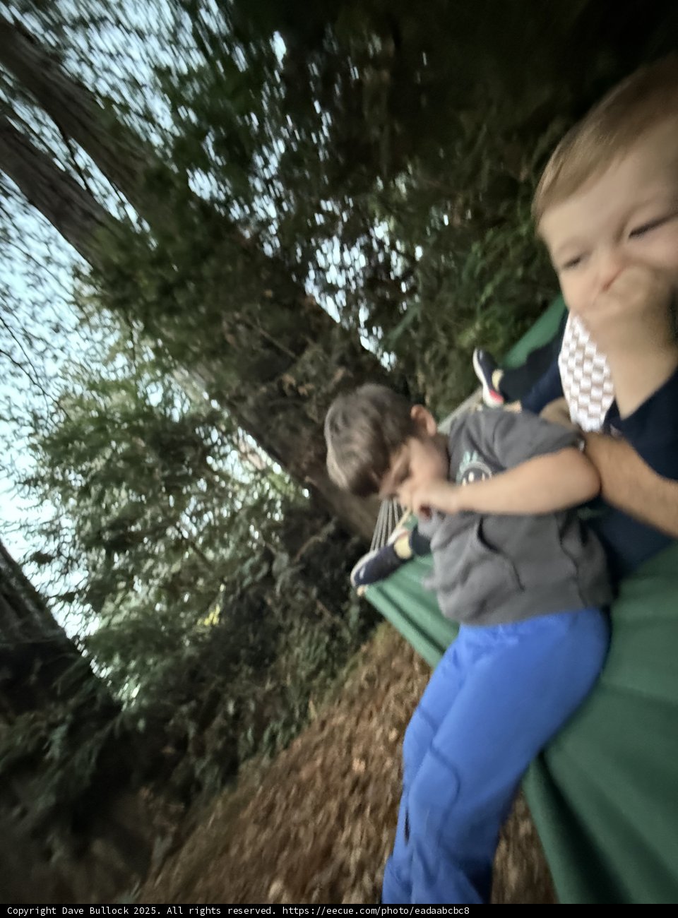Woodland Whispers