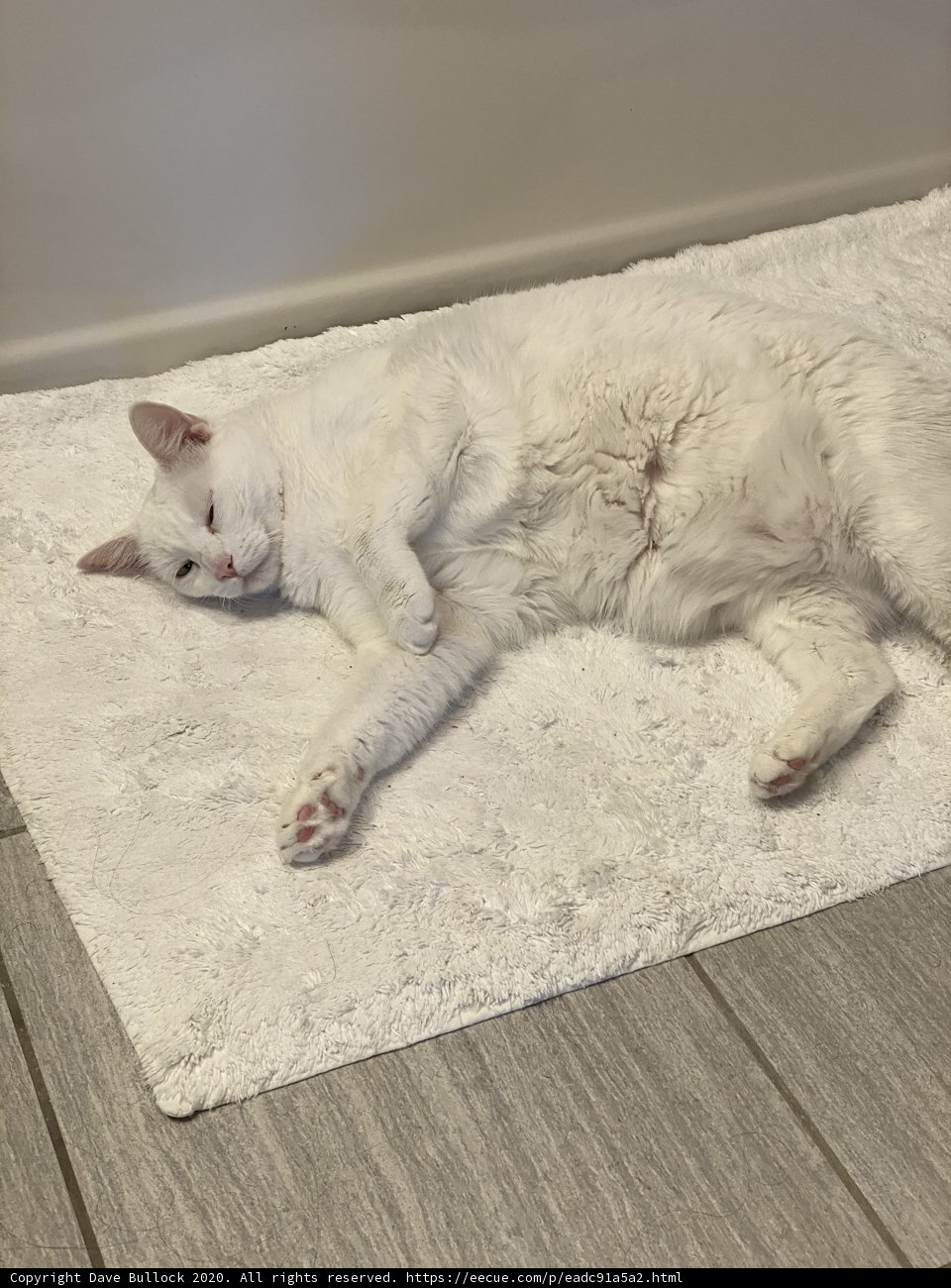 White Cat Relaxing on Cozy Home Decor Rug