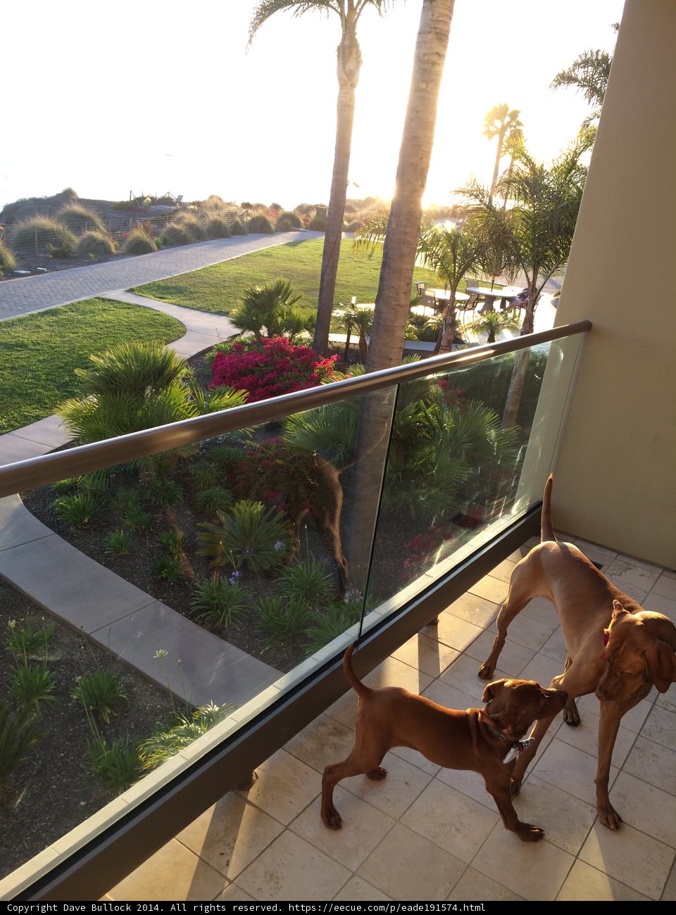 Two Canine Companions Overlooking Pismo Beach