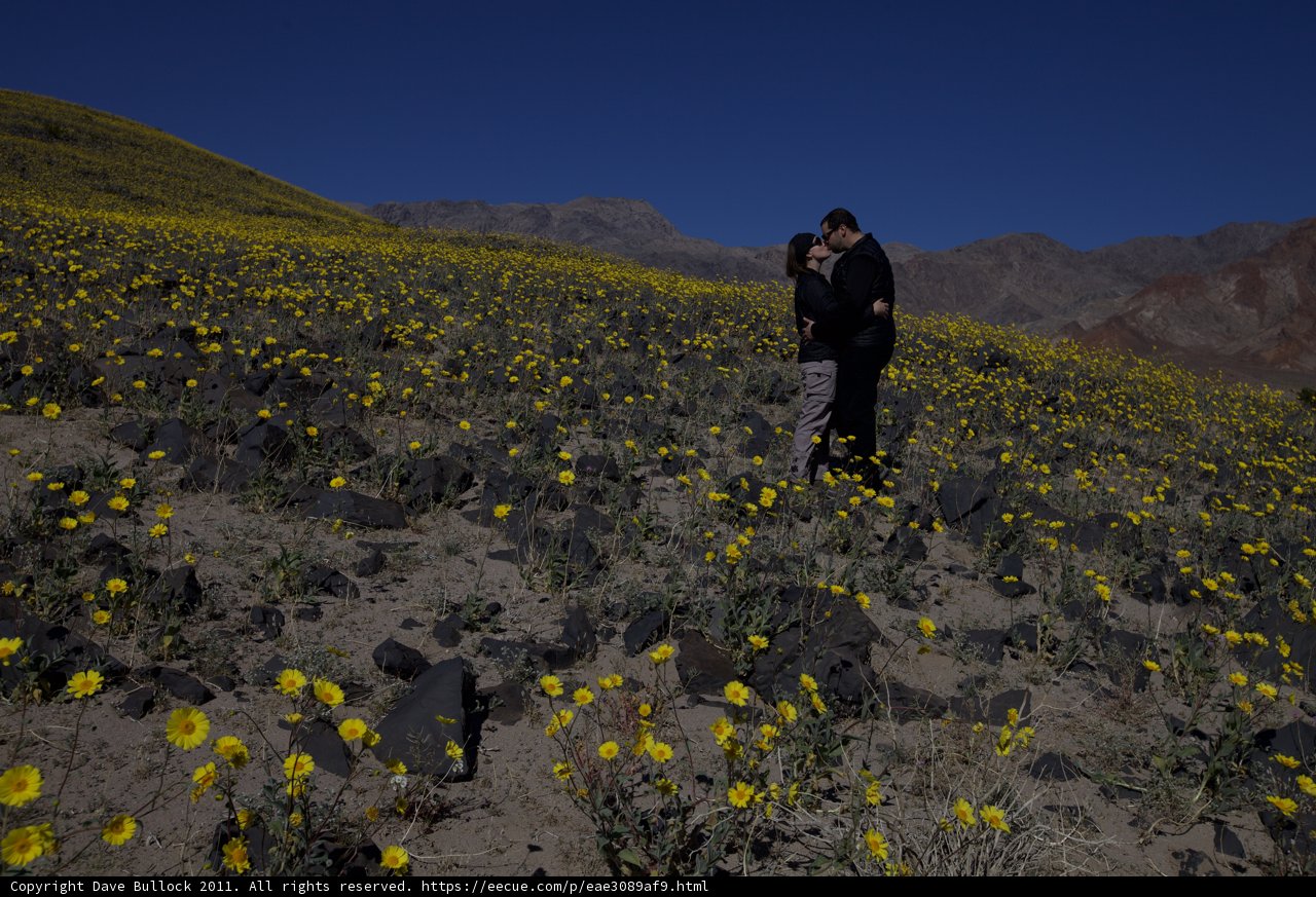 A Blooming Love in the Fields