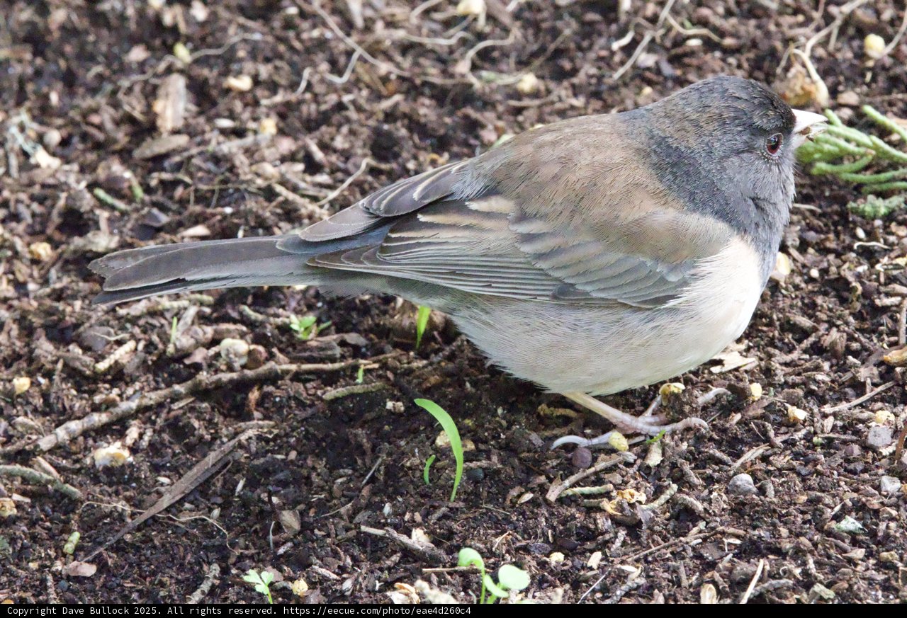 Feathered Forager in Focus