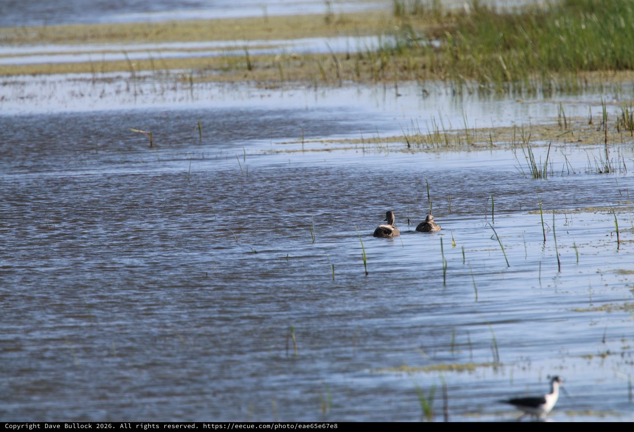 Ducks Swimming Through Shallow Wetland Waters at Dusk