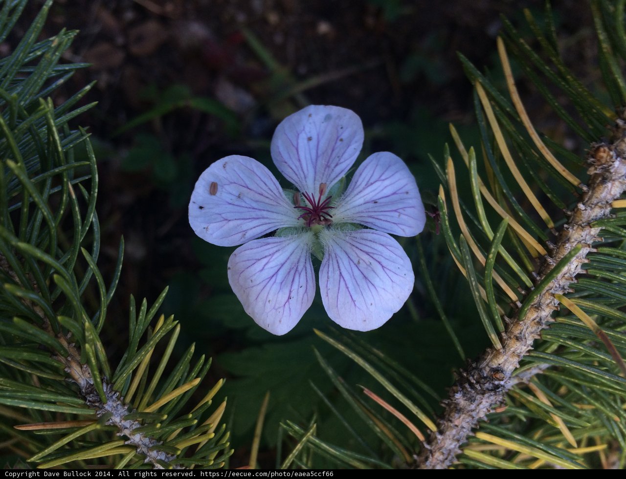 Lone Purple Geranium Flower on Pine Tree