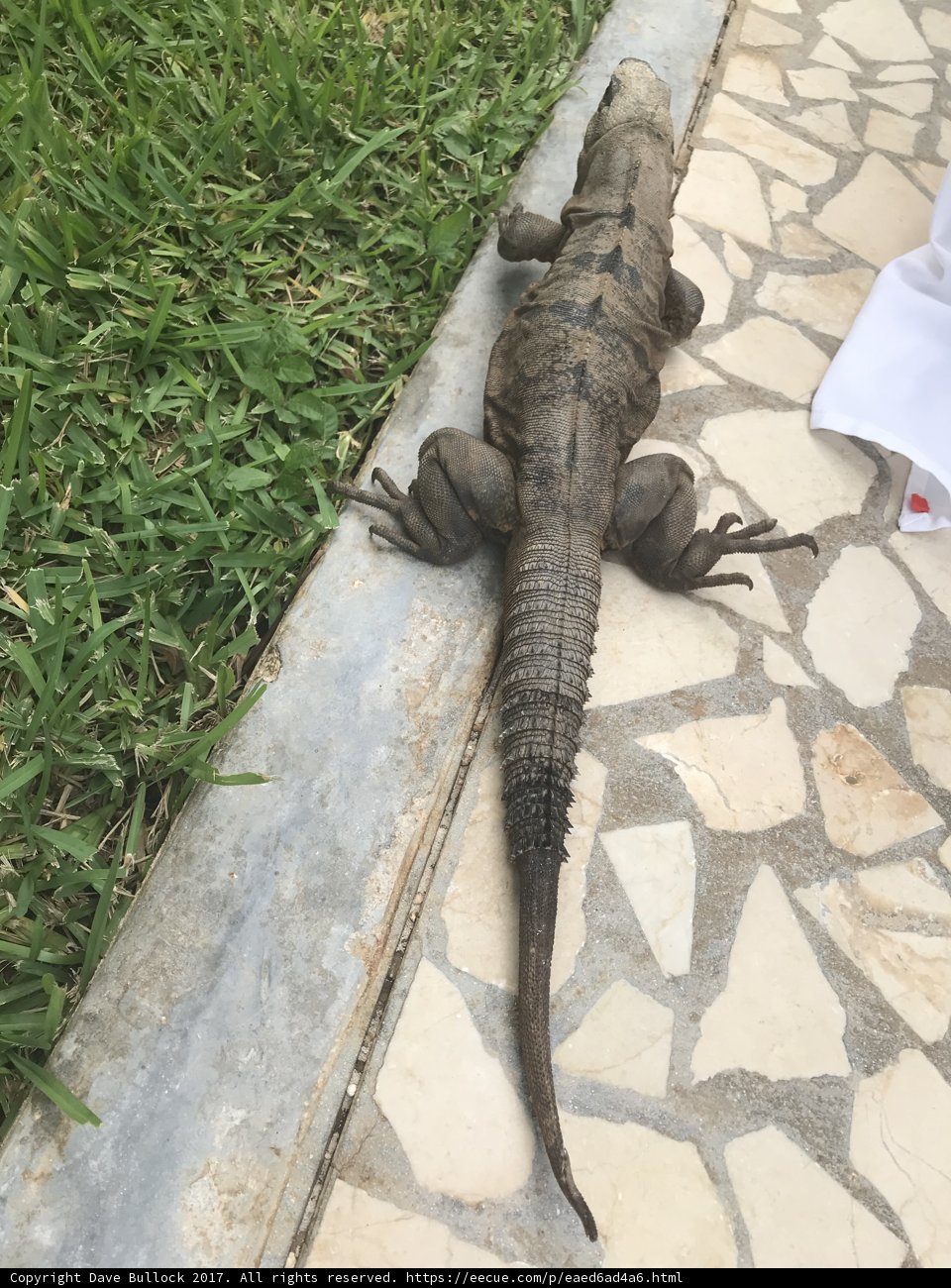 Laid-back Iguana