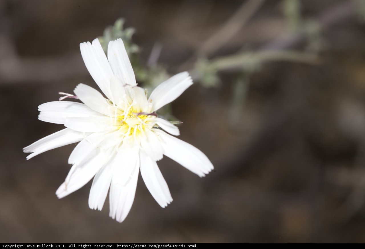 Desert Daisy