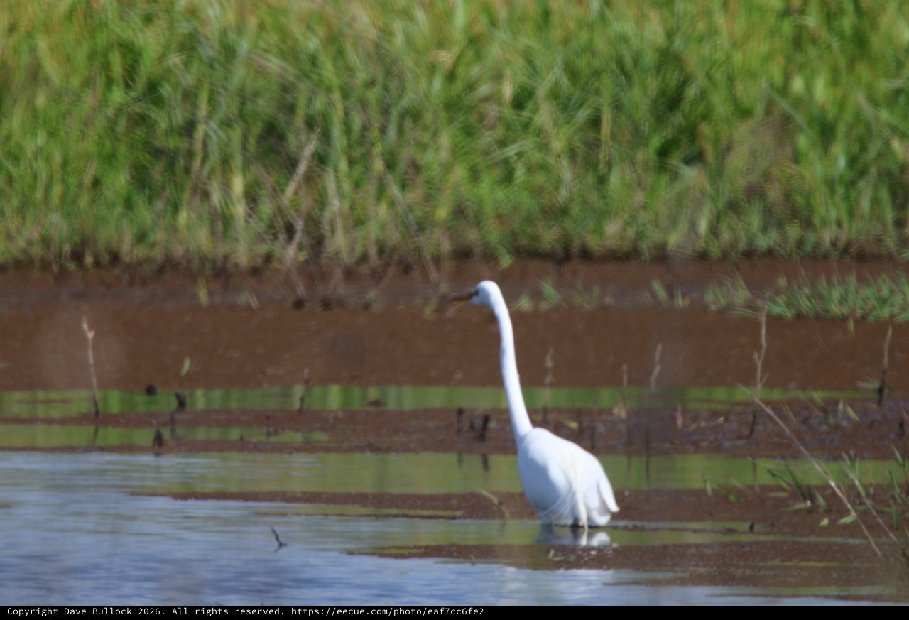 Great Egret Wading in Shallow Wetland Waters