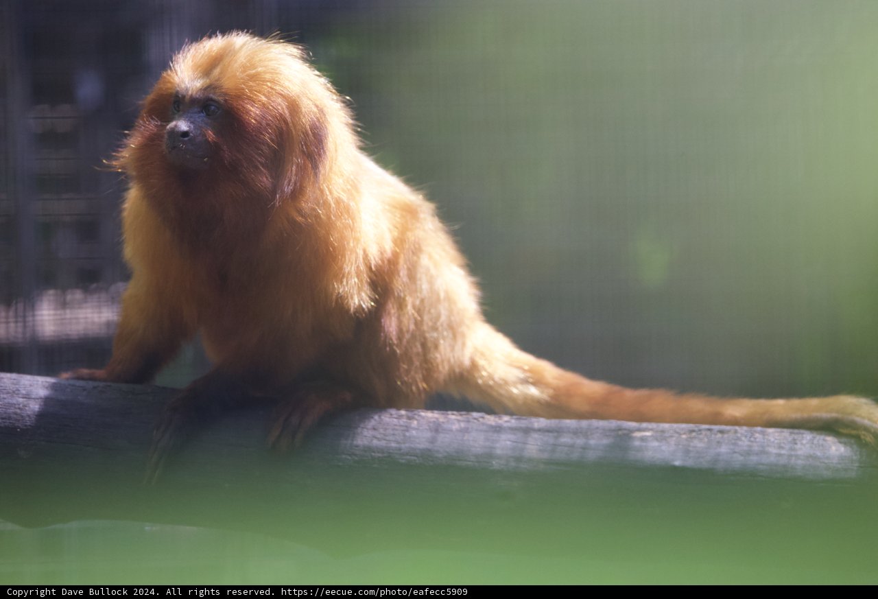Golden Gaze in the Sunlight