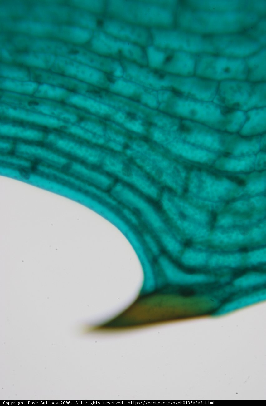 A Close Up of a Vibrant Green Leaf