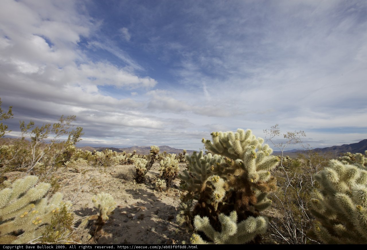 Cactus in the Clouds