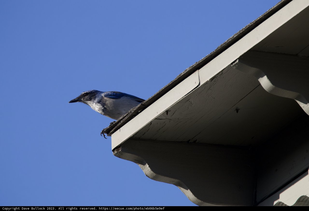 Dawn Serenade with the Blue Jay