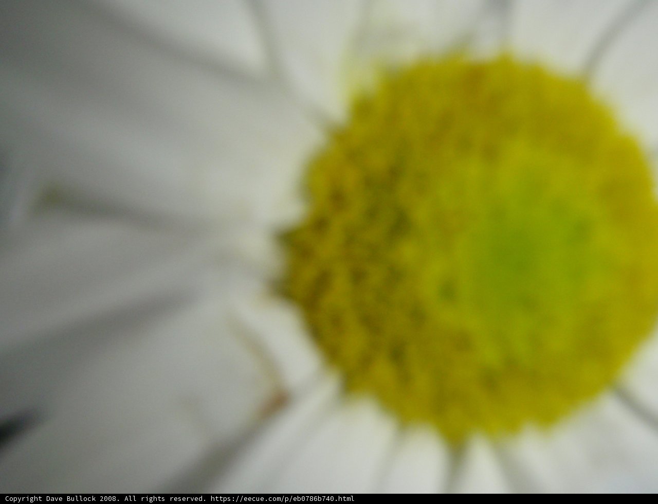 White Daisy in the Desert