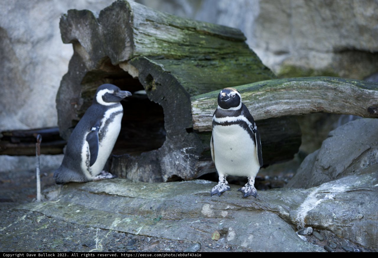 Penguin Pals at SF Zoo