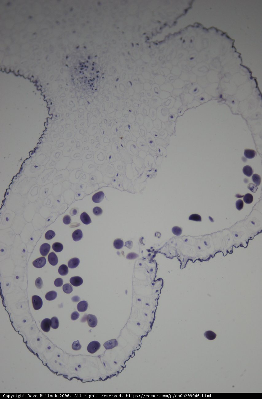 Microscopic view of stained cell