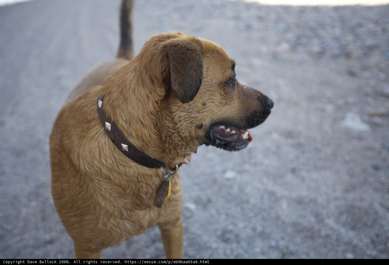 On the Road with Our Four-Legged Companion