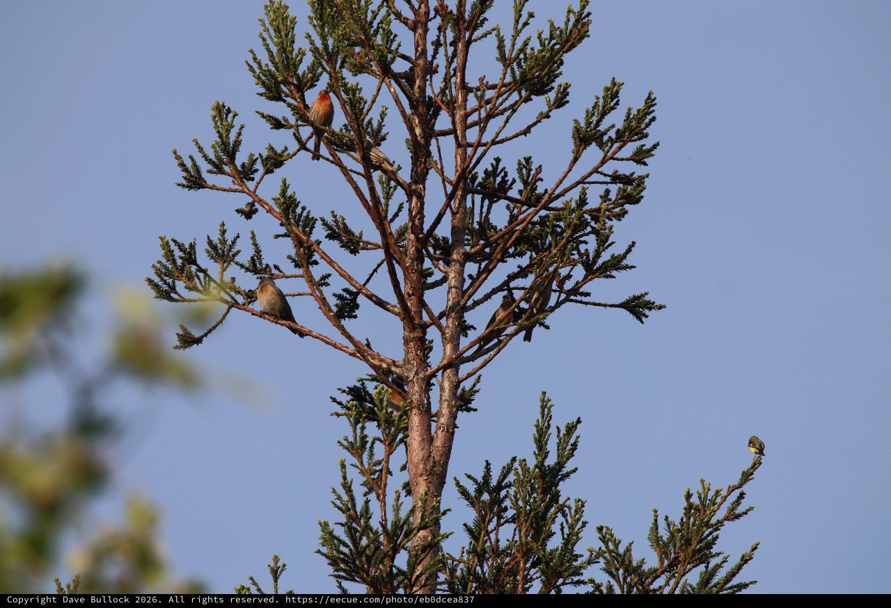 Birds Perched on Cedar Tree at Dawn