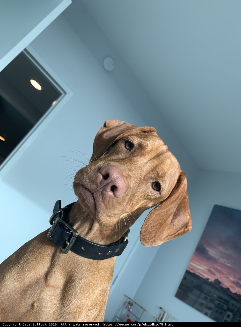 The Watchful Vizsla