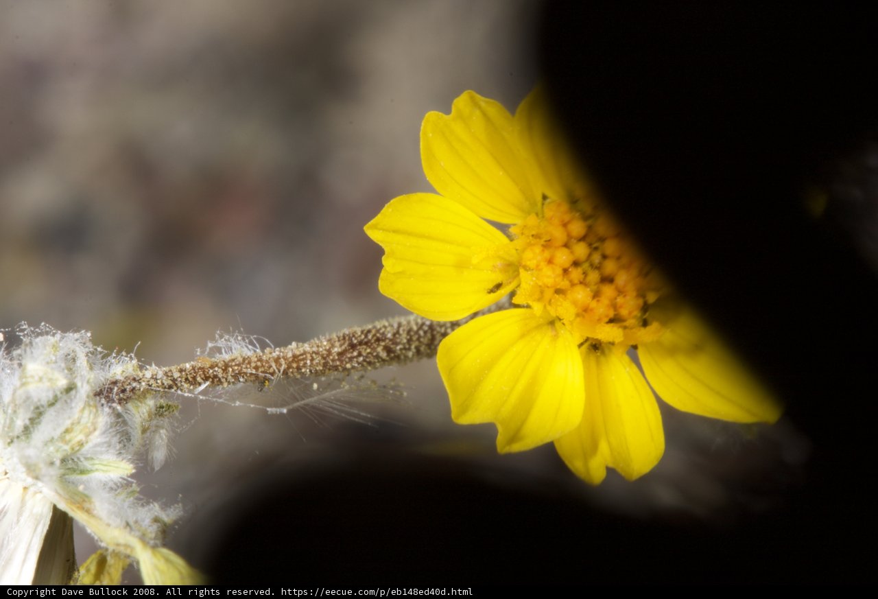 Desert Daisy
