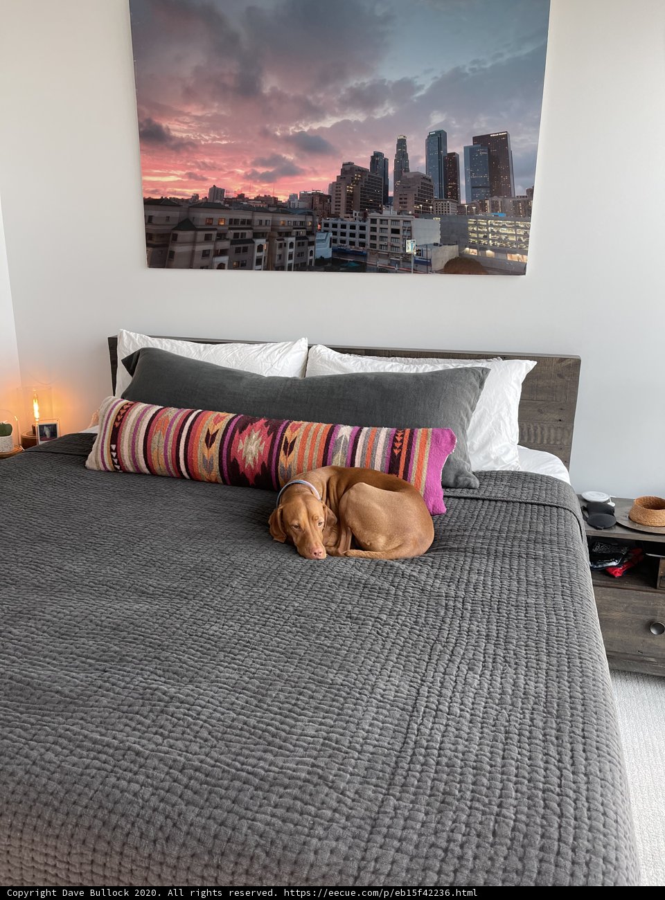 Cozy Comforts with Canine Companion