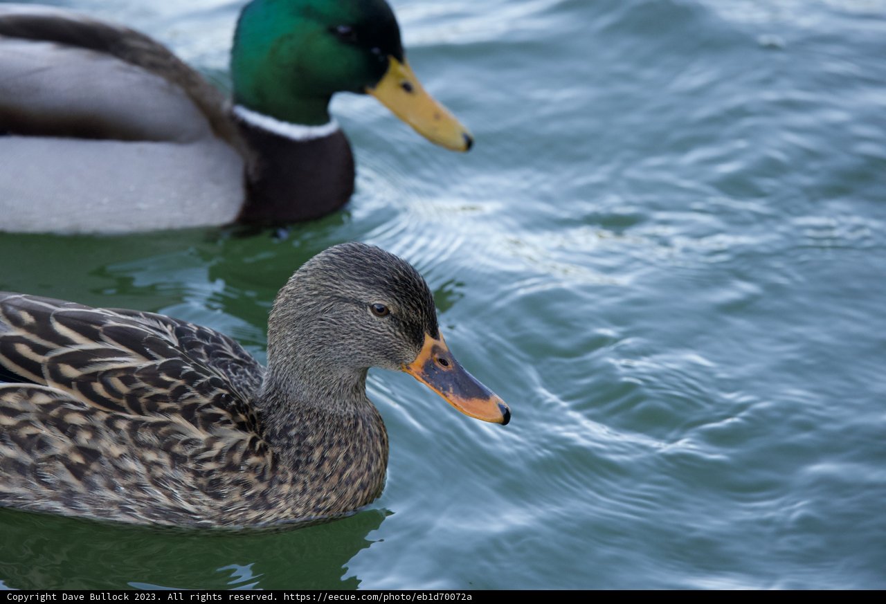 Serene Swim at Lake Merced