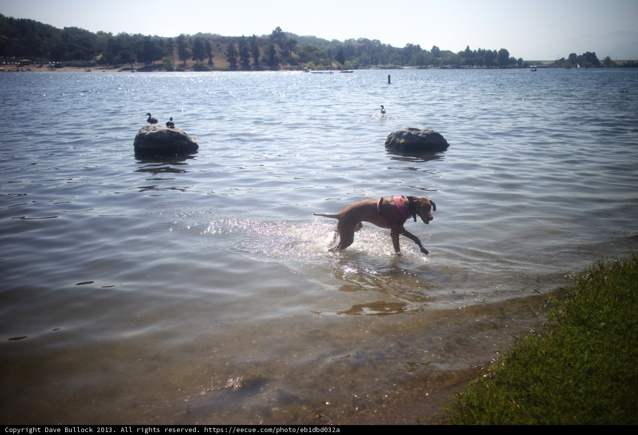Dog enjoying a swim in the lake