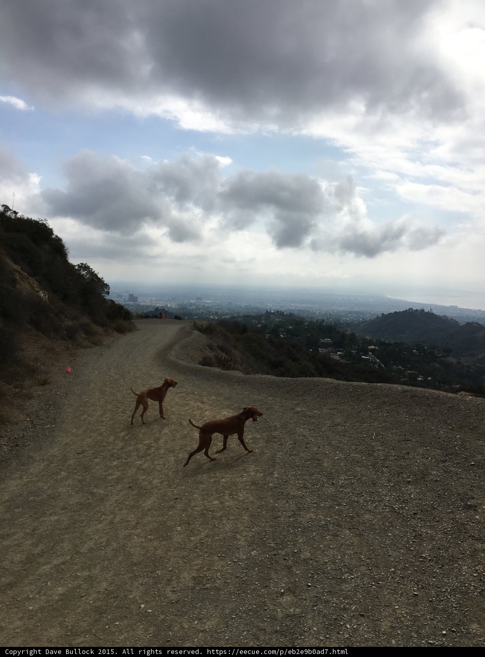 A Wild Adventure with Man's Best Friend
