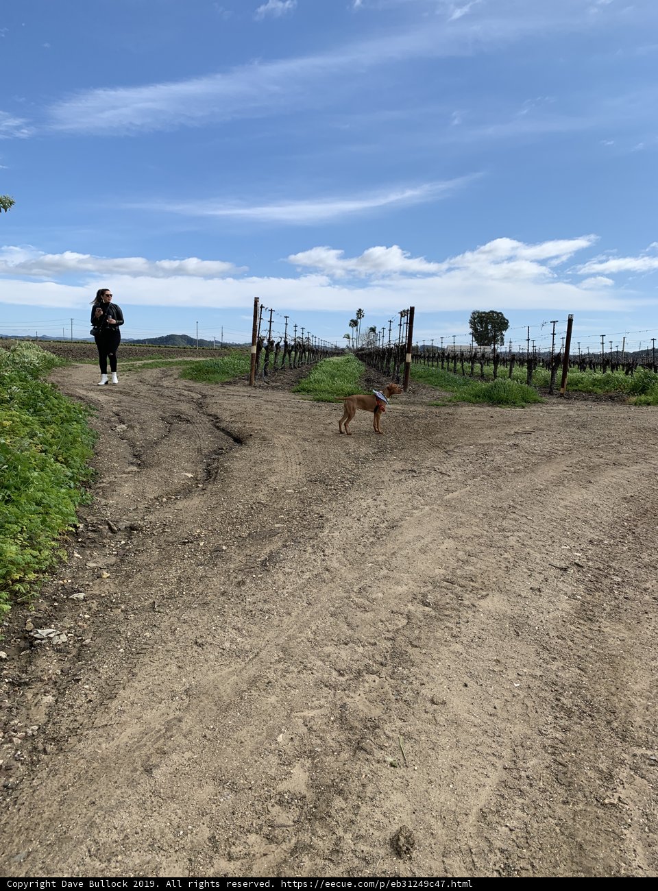 A Walk Among the Fields