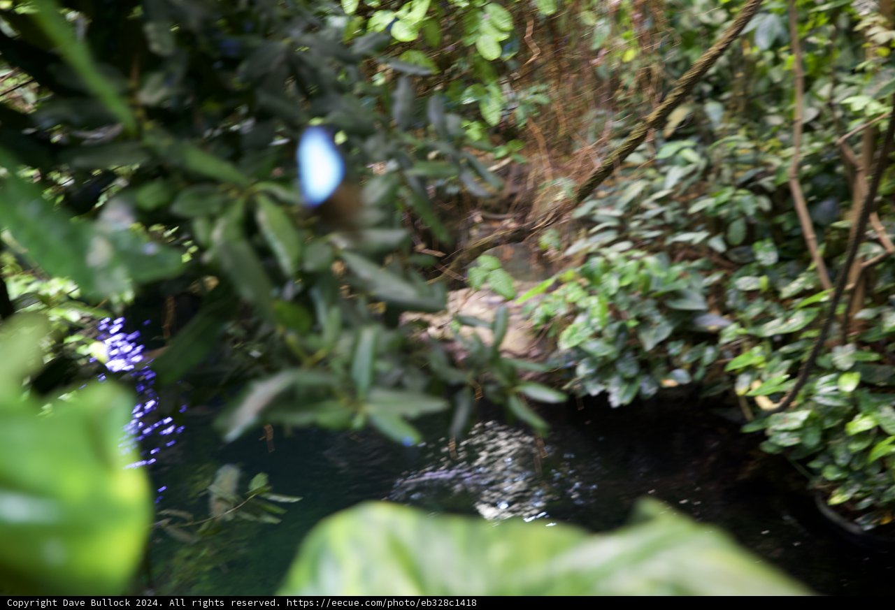 Avian Serenity in the Heart of the Rainforest