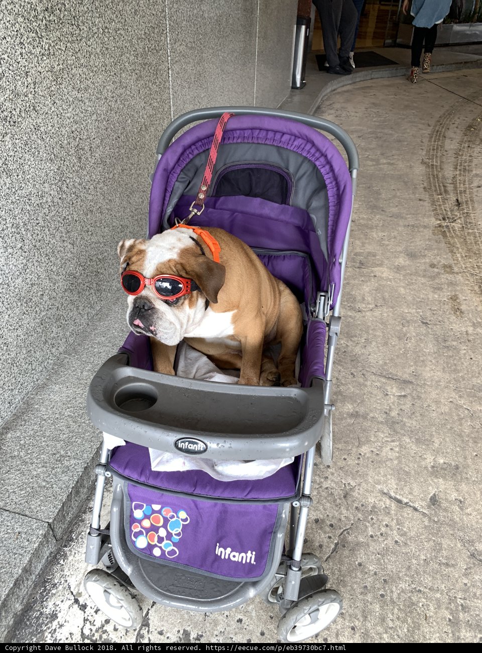 The Bulldog and his Purple Ride