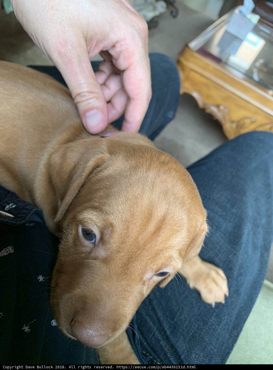 Puppy Love on the Lap