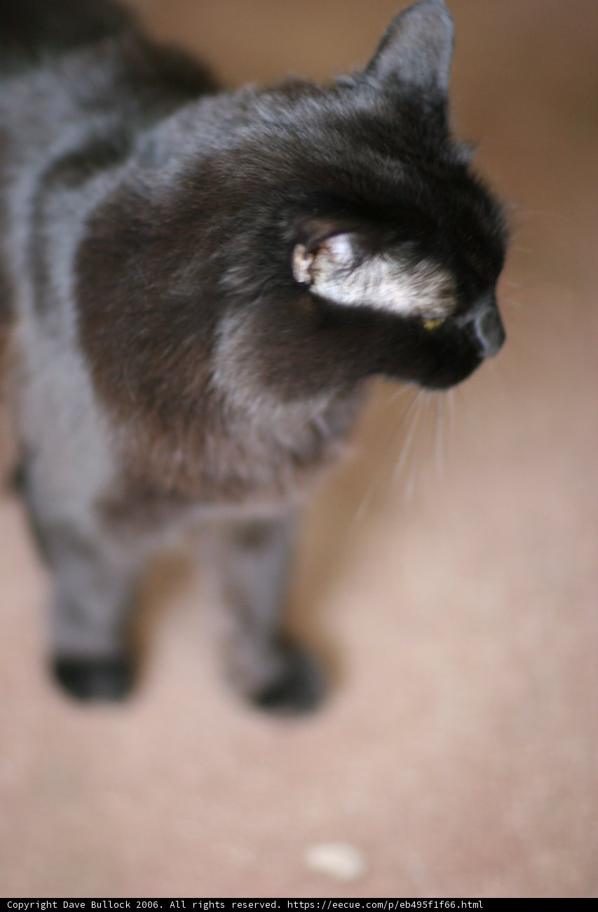 Black Cat Strikes a Pose