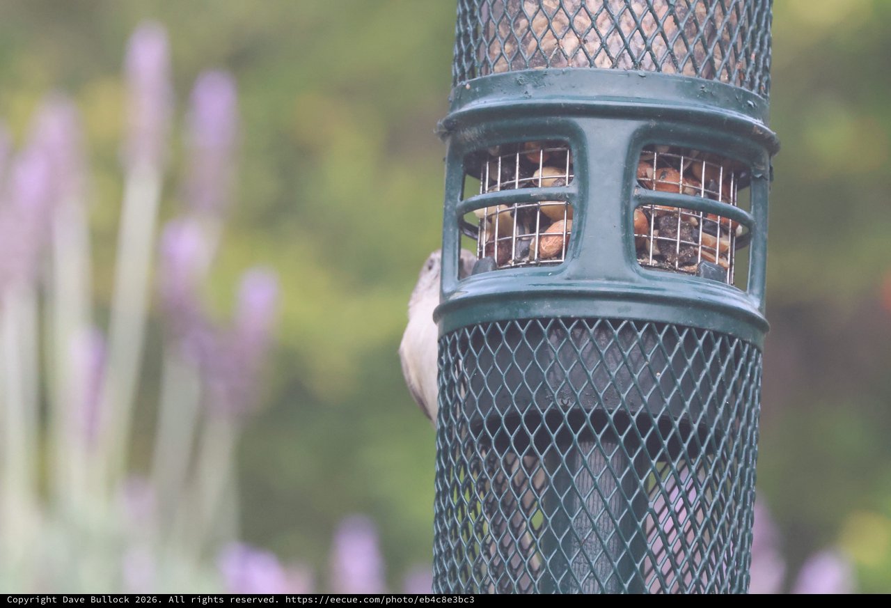 Bird Feeder with Peanuts in Backyard Garden
