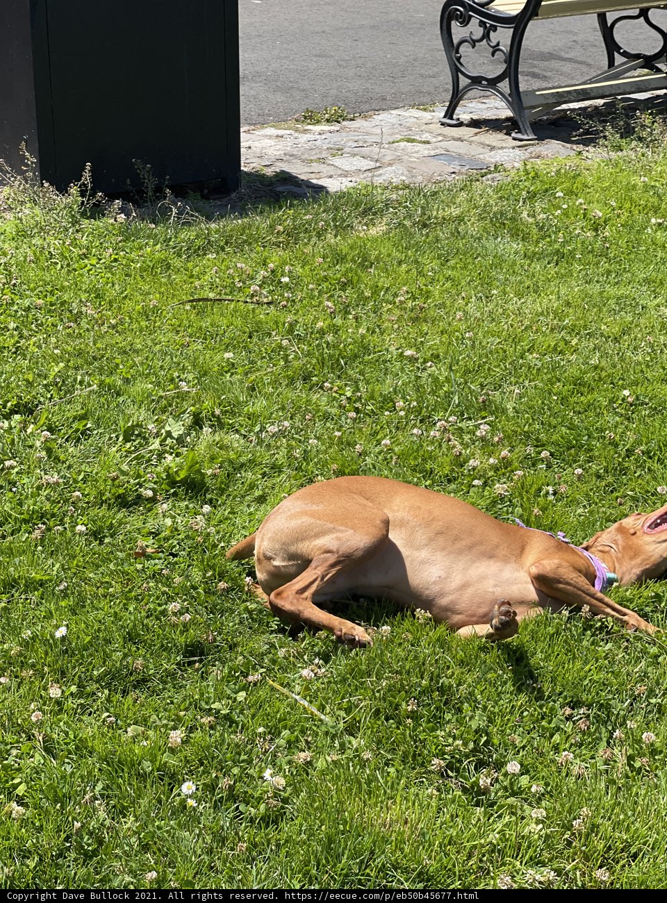 Relaxing in the Park with My Furry Friend