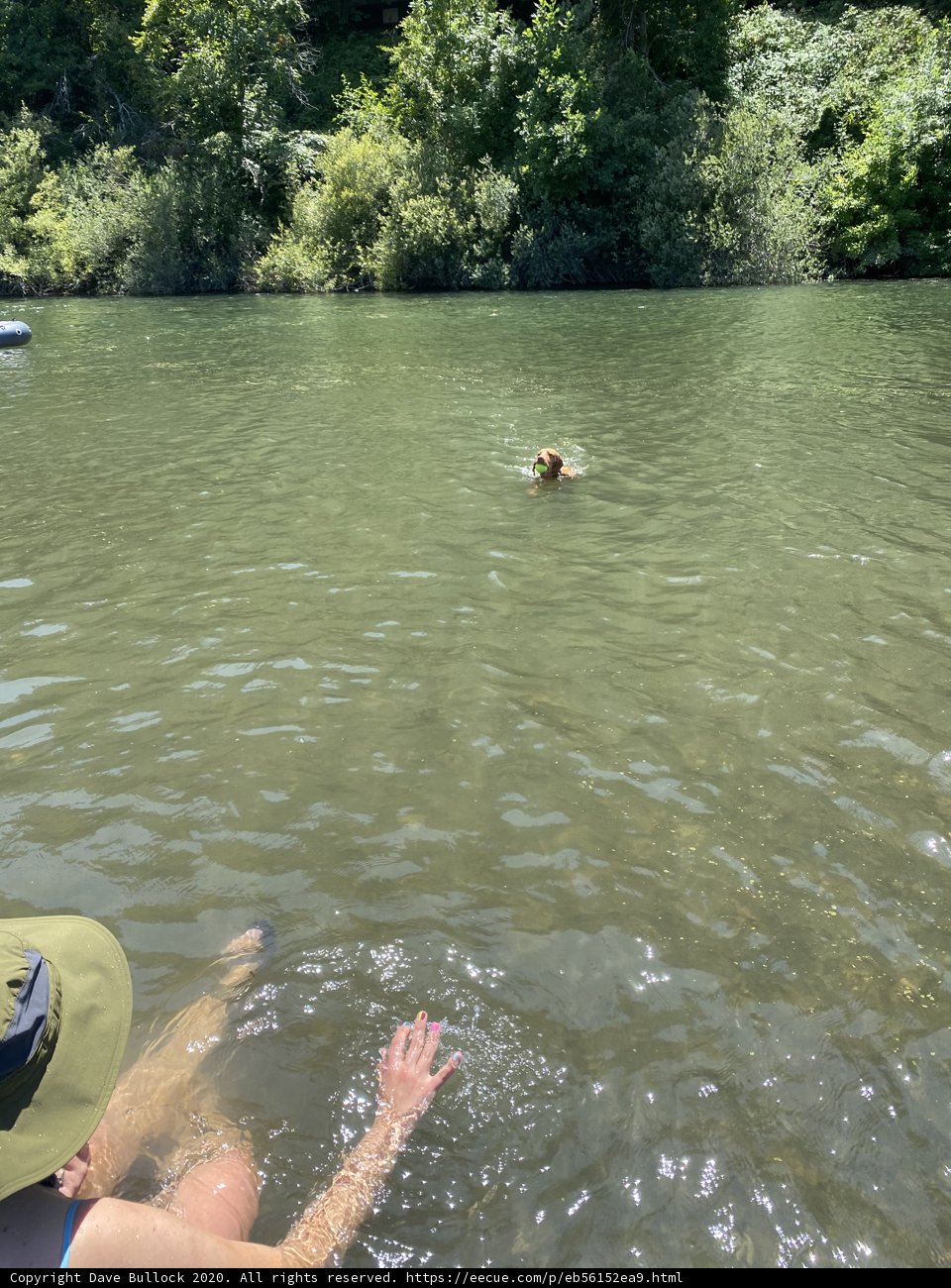 Man and Dog Enjoying a Summer Swim in Monte Rio Lake