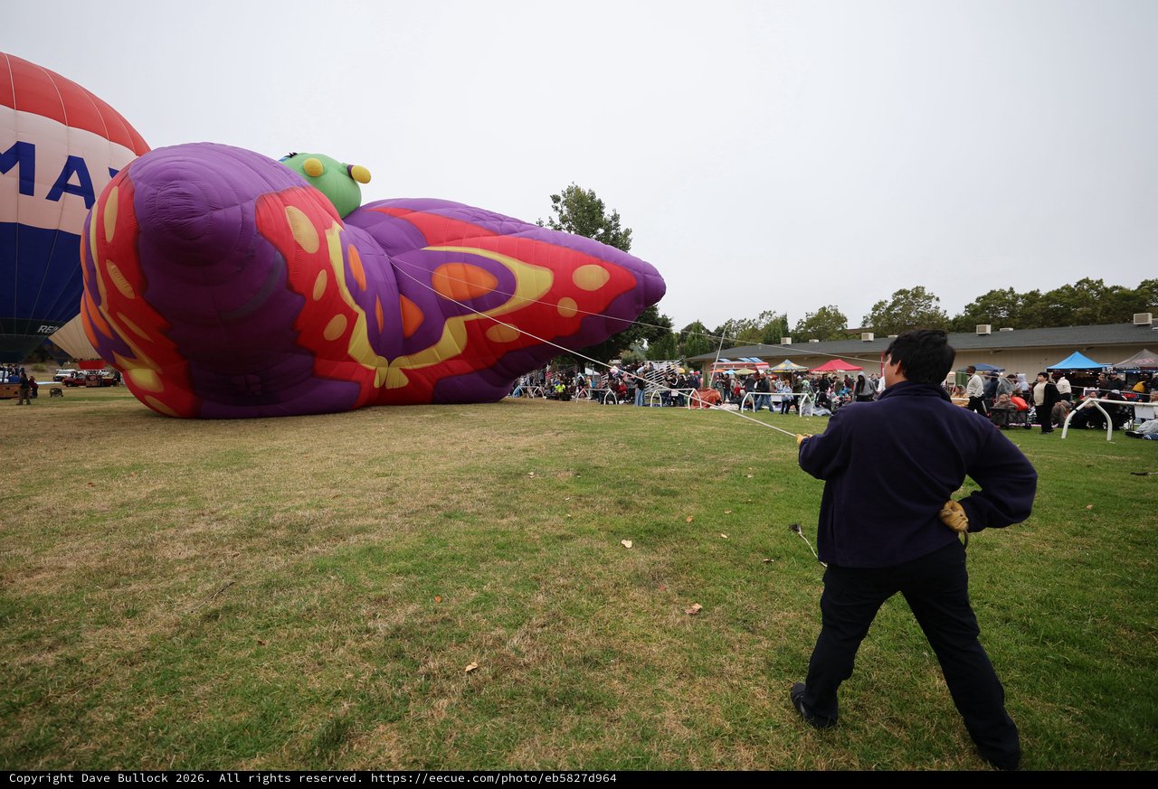 Giant Butterfly Balloon Inflates at Sonoma County Festival