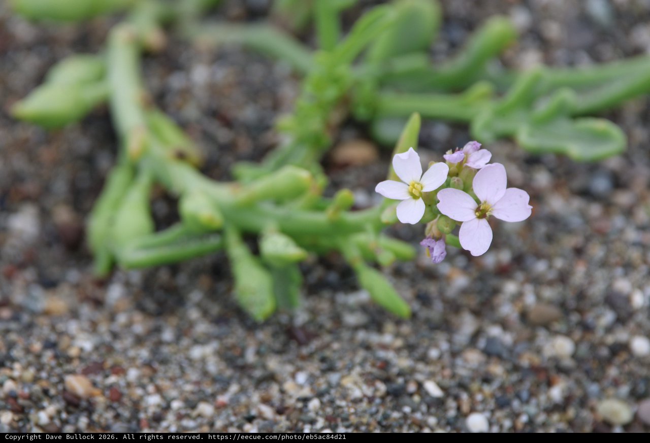 Tiny Pink Wildflower Blooming on Sandy Beach Shore