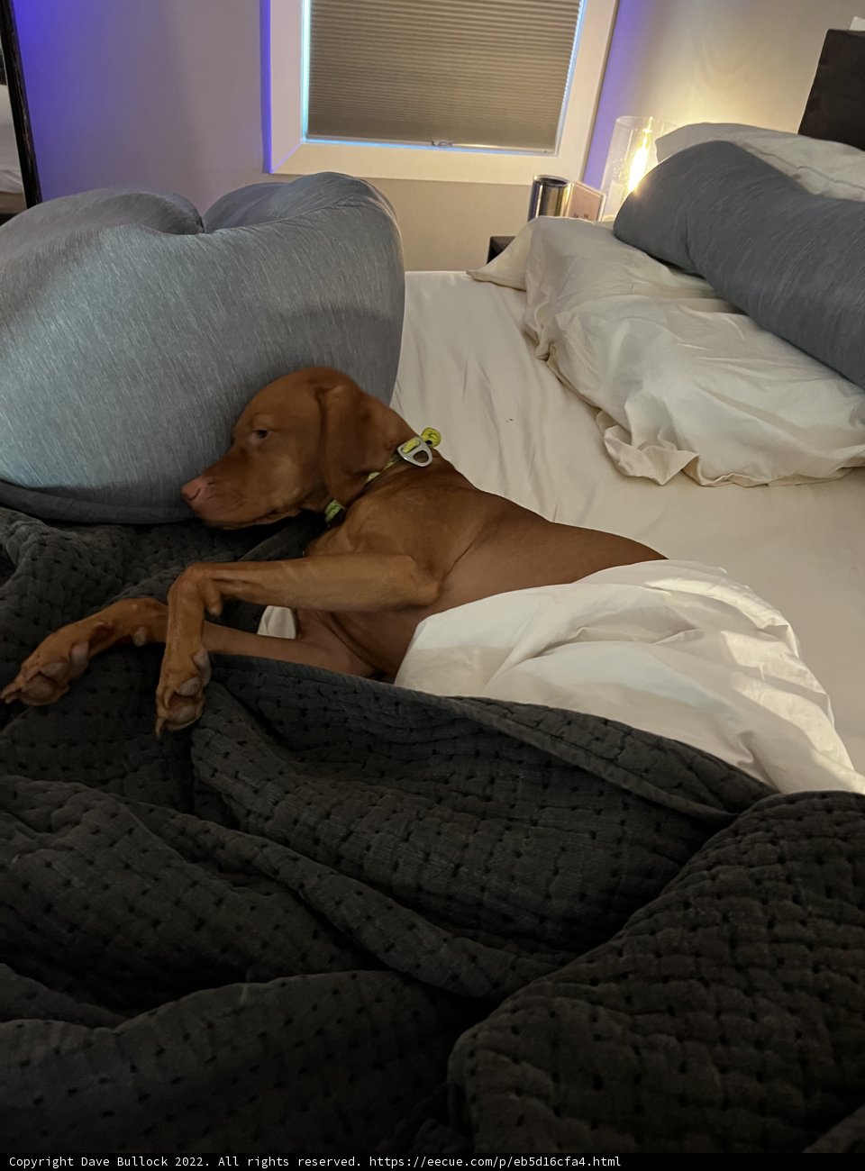 Cozy Pup Nap
