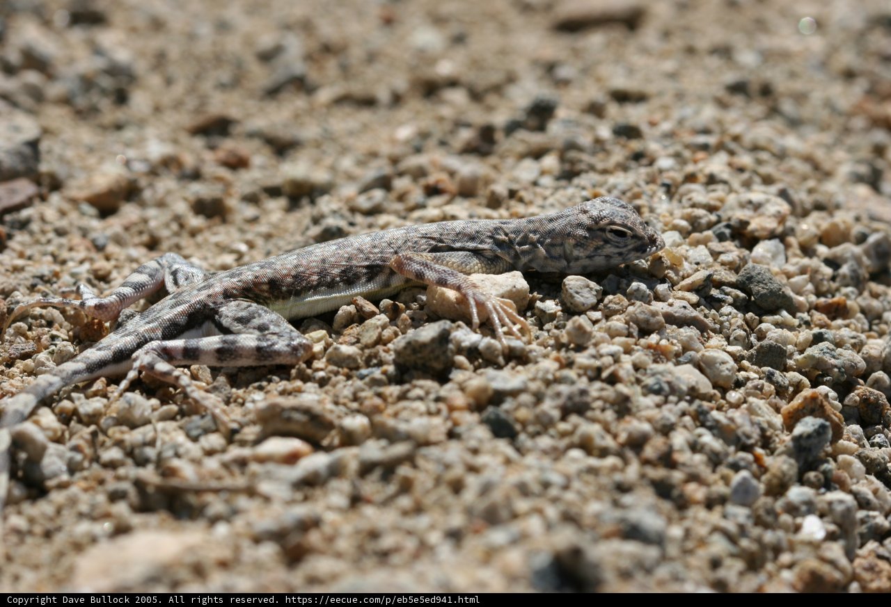 Lazy Lizard