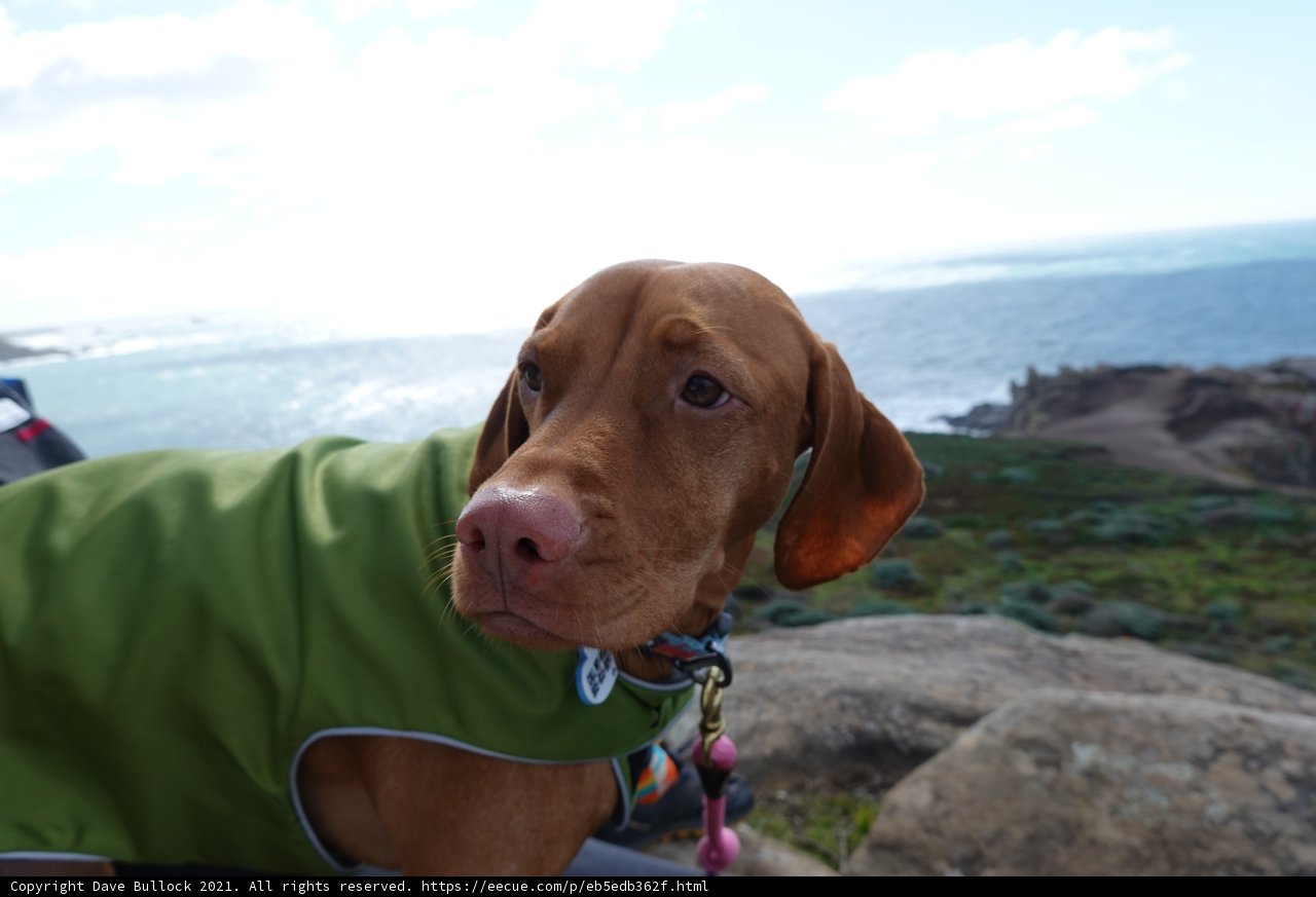 A Hound in Green