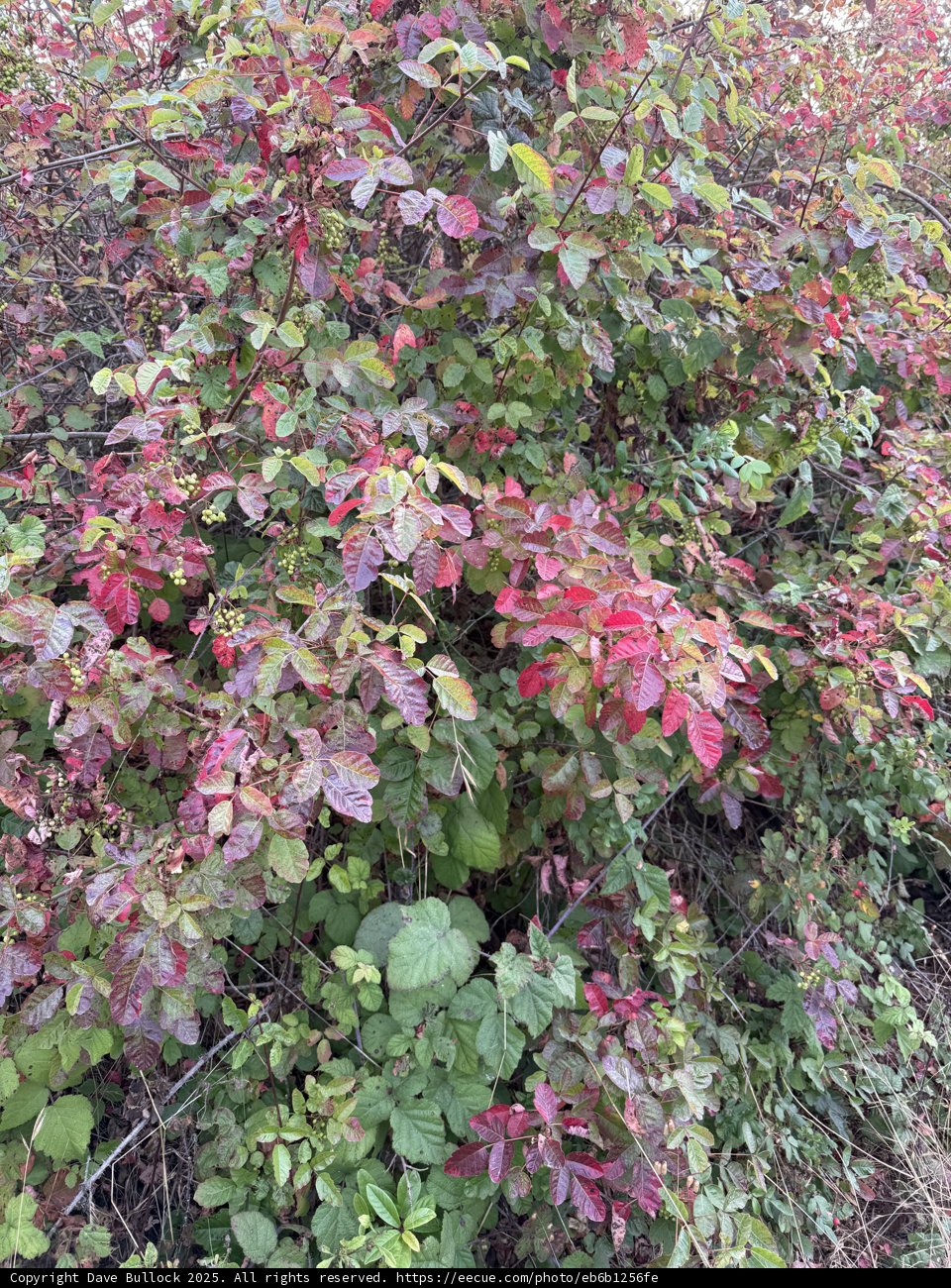 Cambria's Verdant Tapestry