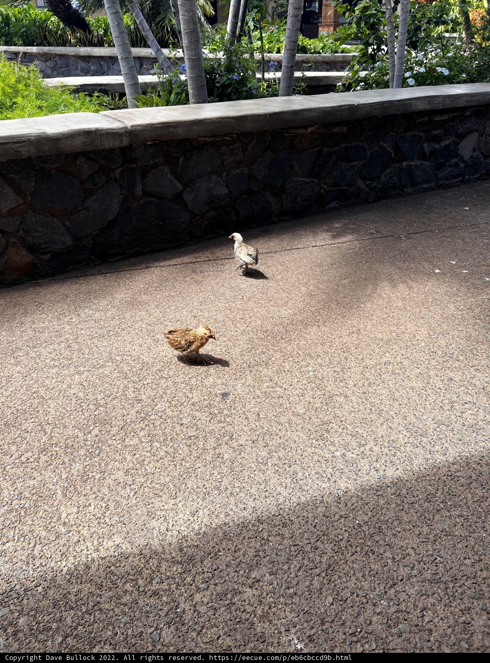 Birds of Maui