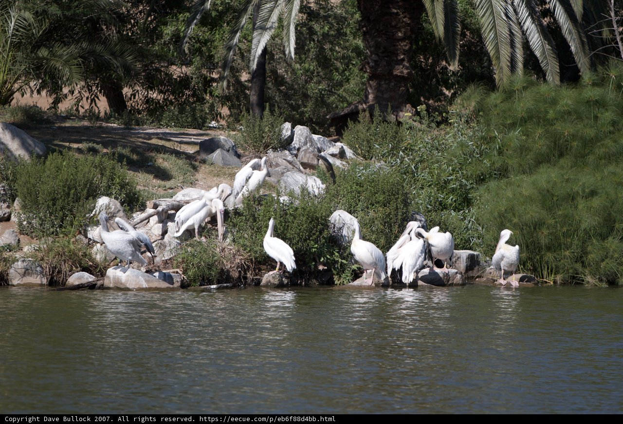 Flock of White Waterfowl