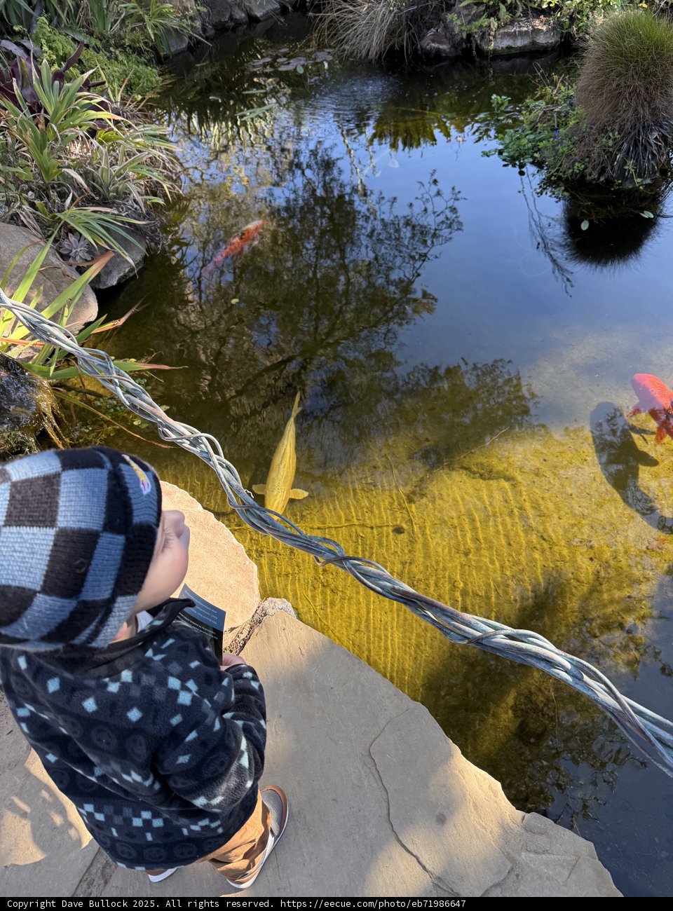 Serenity by the Pond