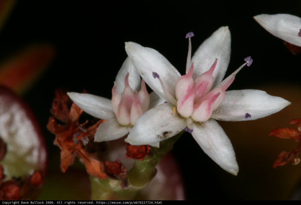 Floral Harmony