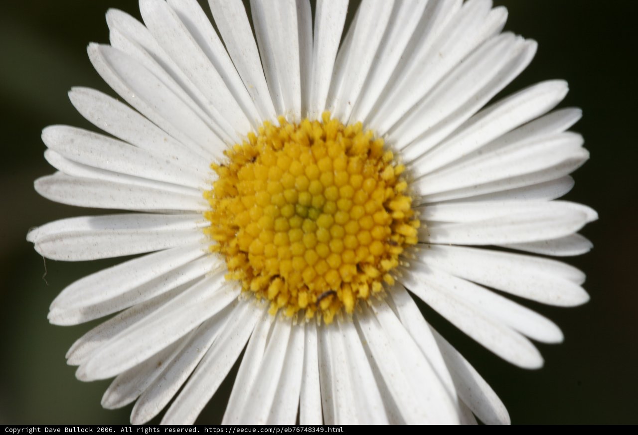 Simple Beauty in a Daisy